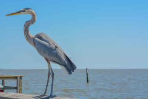 Great Blue Heron
